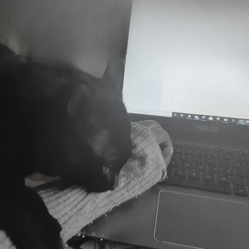 Olivia's black cat napping on her arm in front of a laptop